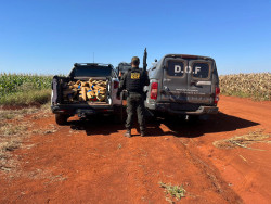 Fiat Toro é abandonada e DOF encontra 270 quilos de maconha em milharal