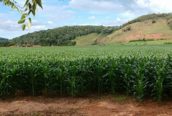 Qualidade das lavouras em Mato Grosso do Sul sofre nova redução