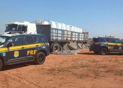 PRF apreende 183 quilos de cocaína e 90 de maconha em MS