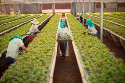 MS lidera geração de empregos no setor florestal no Brasil