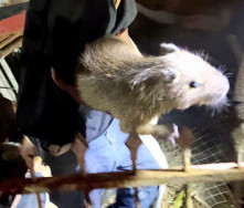 Polícia resgata filhote de capivara de cativeiro em “boca de drogas”