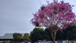 Frente fria avança e mantém temperaturas amenas nesta sexta-feira em MS