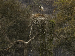 PF investiga focos de incêndio no Pantanal, anuncia Marina Silva