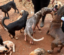 Donas de ONG de proteção a animais são presas por maus tratos