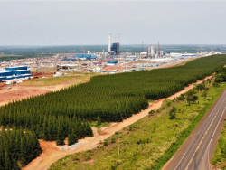 Exportações de soja e celulose de MS superam 5 bilhões de dólares no ano