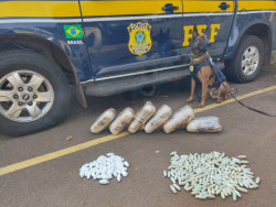 Com auxílio de cães farejadores, PRF apreende cocaína e skunk em ônibus