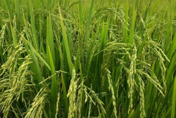 Governo Federal lança "Arroz da Gente" para fortalecer agricultura familiar