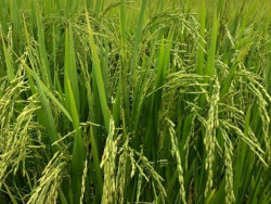Governo Federal lança "Arroz da Gente" para fortalecer agricultura familiar