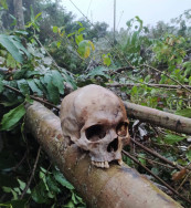 Funcionários de empresa de energia encontram ossada na margem de estrada