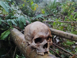 Funcionários de empresa de energia encontram ossada na margem de estrada