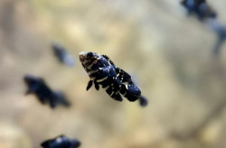 Peixes nascidos no Bioparque Pantanal são atrações em tanque itinerante