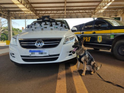 Com ajuda de cães farejadores, PRF apreende 28 quilos de cocaína