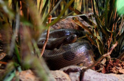 Bioparque destaca importância de duas moradoras que ganharam vida nova