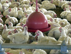 Brasil suspende exportações de carne de aves e seus produtos para 44 países