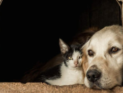 Superintendência de Proteção Animal realiza festival para discutir saúde única