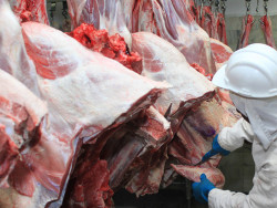 Produção recorde de carne bovina garante exportações abastecimento interno
