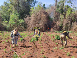 Fazenda de empresário douradense preso era usada para cultivo de maconha
