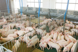 Governo destaca potencial de MS na SIAVS 2024 para atrair novos empreendimentos