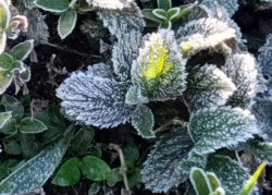 Dourados tem menor temperatura do ano e geada atinge 41 municípios de MS