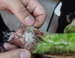 Policiais Penais interceptam droga em cobertor levado por visitante