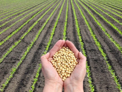 Abertura do Plantio da Soja 24/25 será no Maranhão, em outubro