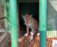Onça-pintada ferida é resgatada em fazenda no Pantanal de MS