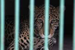 Onça resgatada no Pantanal chega ao Hospital Ayty e mostra sinais positivos