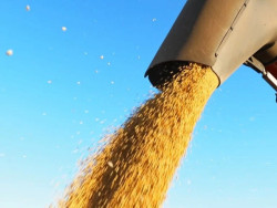 Soja: Relatório derruba cotações em Chicago e impacta mercado brasileiro