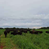 Precoce MS avança com mudanças que beneficiam técnicos e pecuaristas