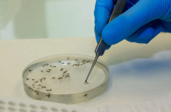 Confira dicas de prevenção contra Febre Oropouche