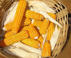 Milho: Com demanda interna enfraquecida, preços têm novas quedas