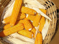 Milho: Com demanda interna enfraquecida, preços têm novas quedas