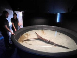 Arraias de água doce ganham berçário e são nova atração no Bioparque