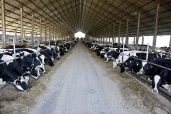 Leite: preço ao produtor sobe apenas 1,3% em junho, diz Cepea