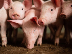 Suíno vivo atinge maior média real desde 2021