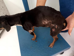 Em uma semana, dois são presos por maus-tratos a animais