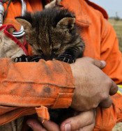 Imasul recebe dois filhotes de gato palheiro resgatados do fogo