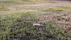 Semana começa com geada e menor temperatura do ano em Dourados