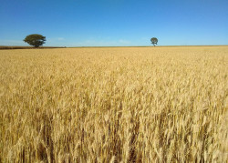 Falta de chuvas e elevada amplitude térmica favorecem cultivos de 2ª safra