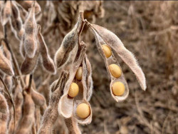 Produção de soja no Brasil em 2024/25 deve crescer 12%, afirma consultoria