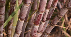 Produção de cana pode cair 20% com mudanças climáticas, diz estudo