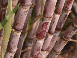 Produção de cana pode cair 20% com mudanças climáticas, diz estudo
