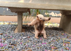 Policial de folga resgata filhote de tamanduá perto de delegacia