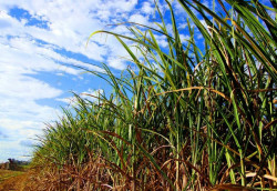 Açúcar: clima seco e incêndios impulsionam preços