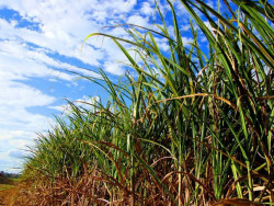Açúcar: clima seco e incêndios impulsionam preços