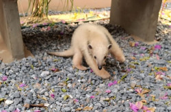 Filhote de tamanduá recolhido pela PMA se recupera em Bonito