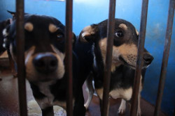 Doações e vacinação antirrábica acontece neste sábado em Dourados