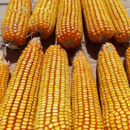 Preços do milho seguem em alta no Brasil; clima preocupa