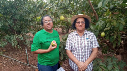 Pomar de goiabas com 2,5 hectares é fonte de renda e felicidade de duas famílias