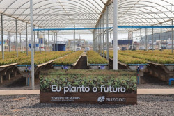 Gigante da celulose inaugura viveiro em MS e reforça sustentabilidade